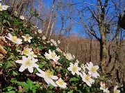 23 Anemoides nemorosa (Anemone dei boschi)